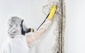 Professional Mold Inspection in Harrison, NY